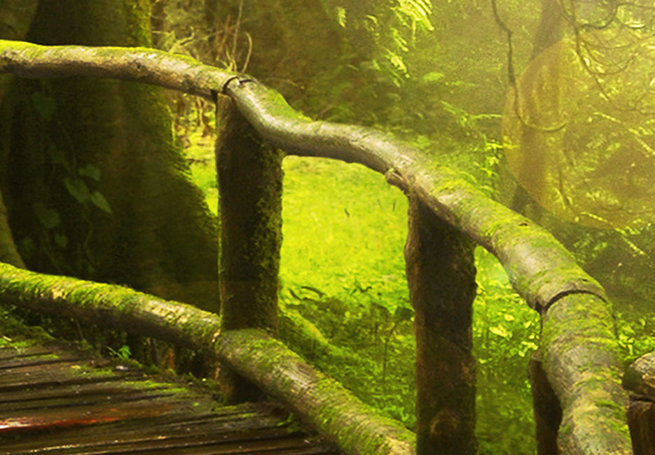 Stretched Canvas Landscape Art - Magical Jungle