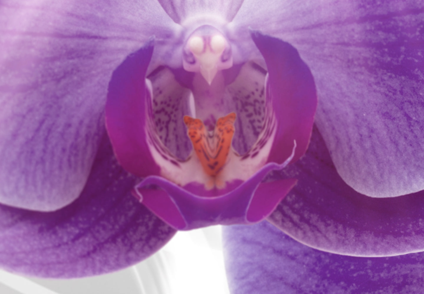 Stretched Canvas Floral Art - Abstract Garden: Purple Orchis