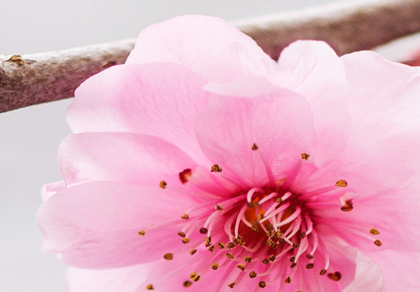 Wellness Canvas Wall Art - Zen Cherry Blossoms - 5 Pieces