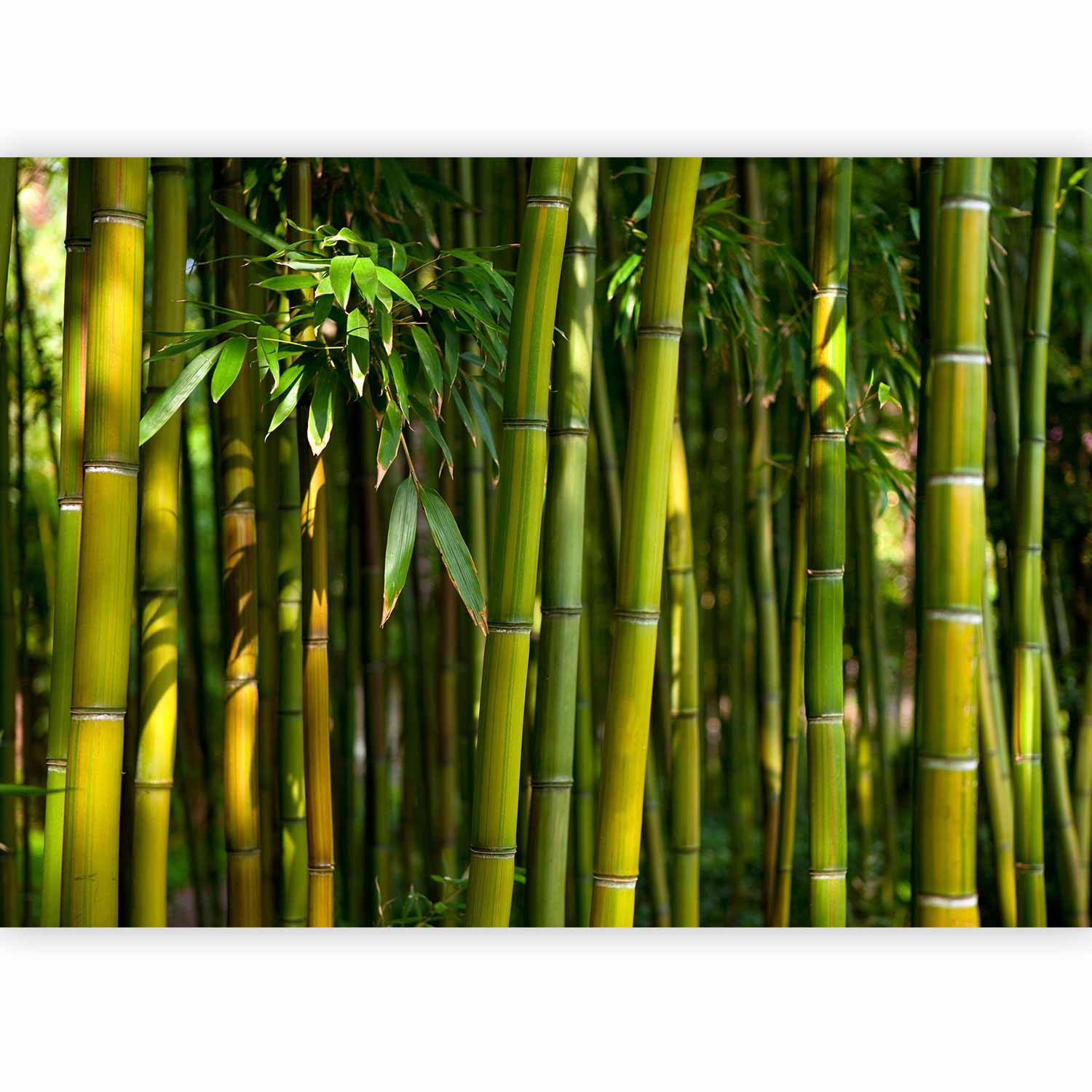 Premium Landscape Wall Mural - Eucalyptus Alley – Bamboo Grove In Juicy Green Tone