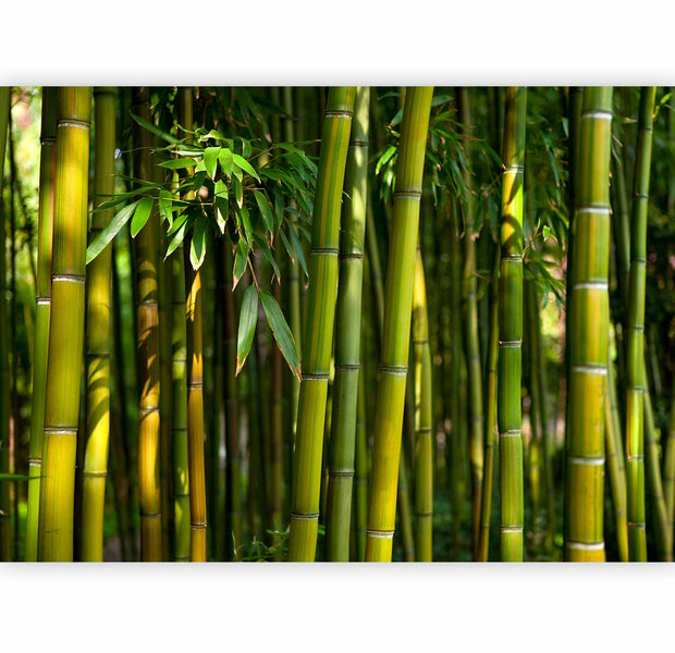 Premium Landscape Wall Mural - Eucalyptus Alley – Bamboo Grove In Juicy Green Tone
