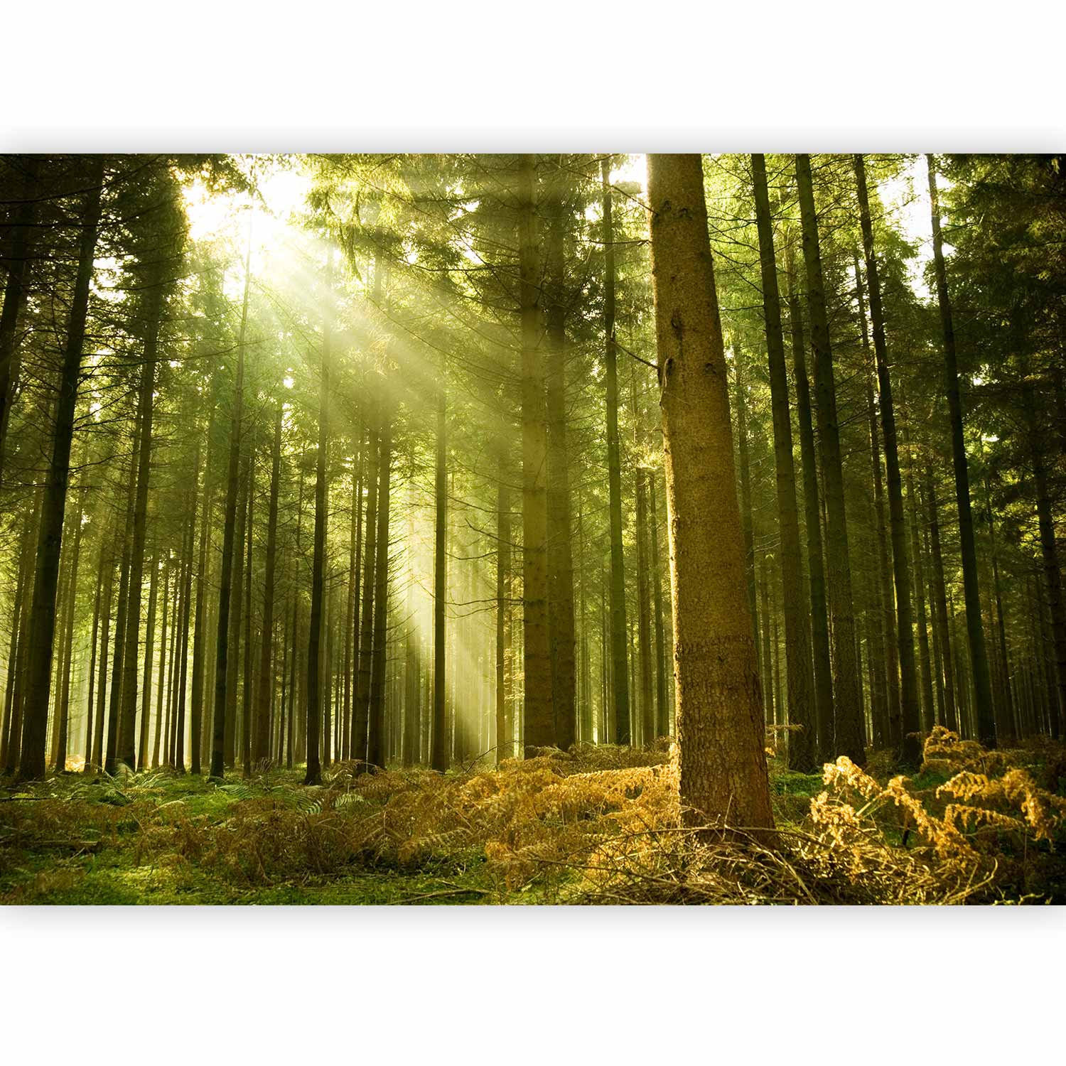 Premium Landscape Wall Mural - Pine Forest – Dense Woodland In Morning Sunlight