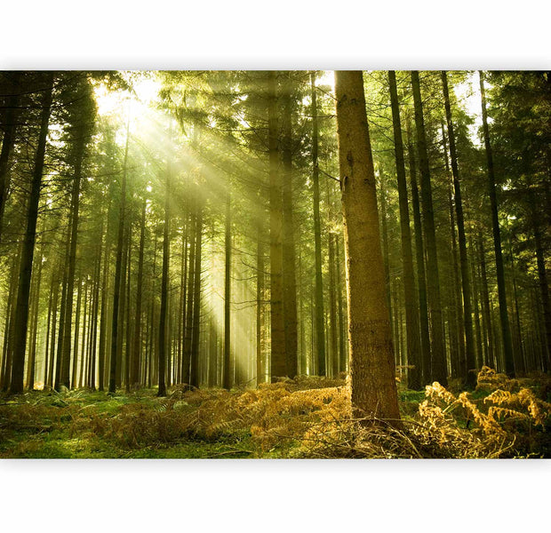 Premium Landscape Wall Mural - Pine Forest – Dense Woodland In Morning Sunlight