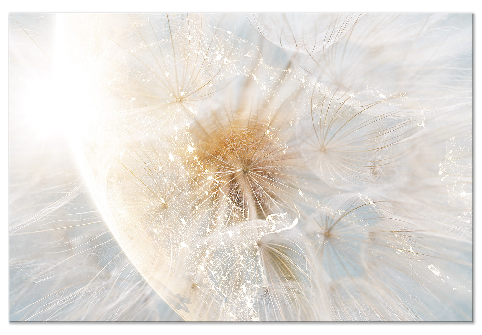 Floral Canvas Wall Art - Dandelion in the Sun