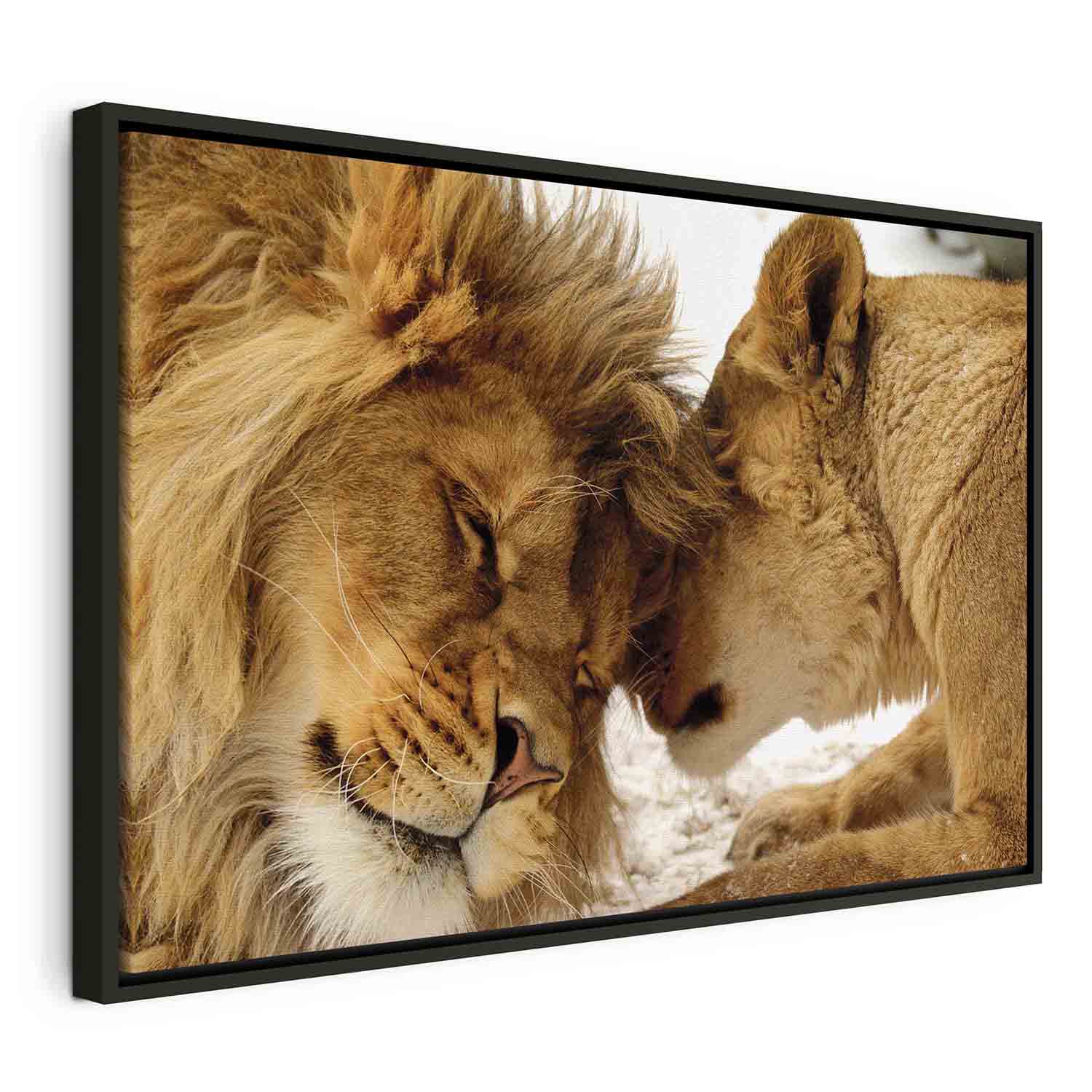 Floating Framed Canvas Art - Lion Love