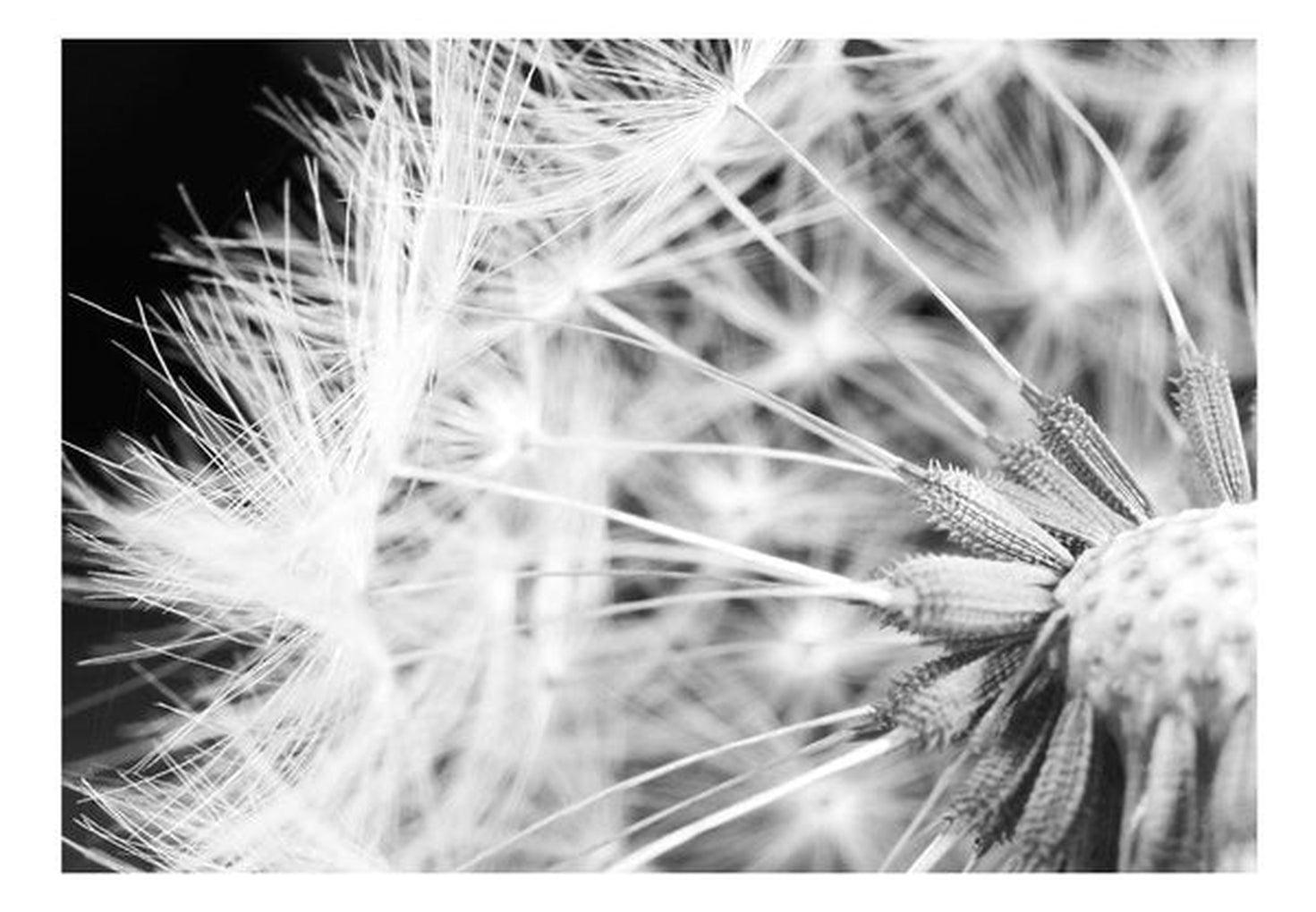 Botanical Wallpaper Wall Mural - Black And White Dandelion