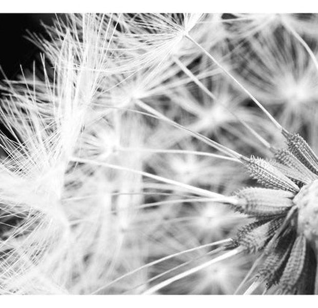 Botanical Wallpaper Wall Mural - Black And White Dandelion