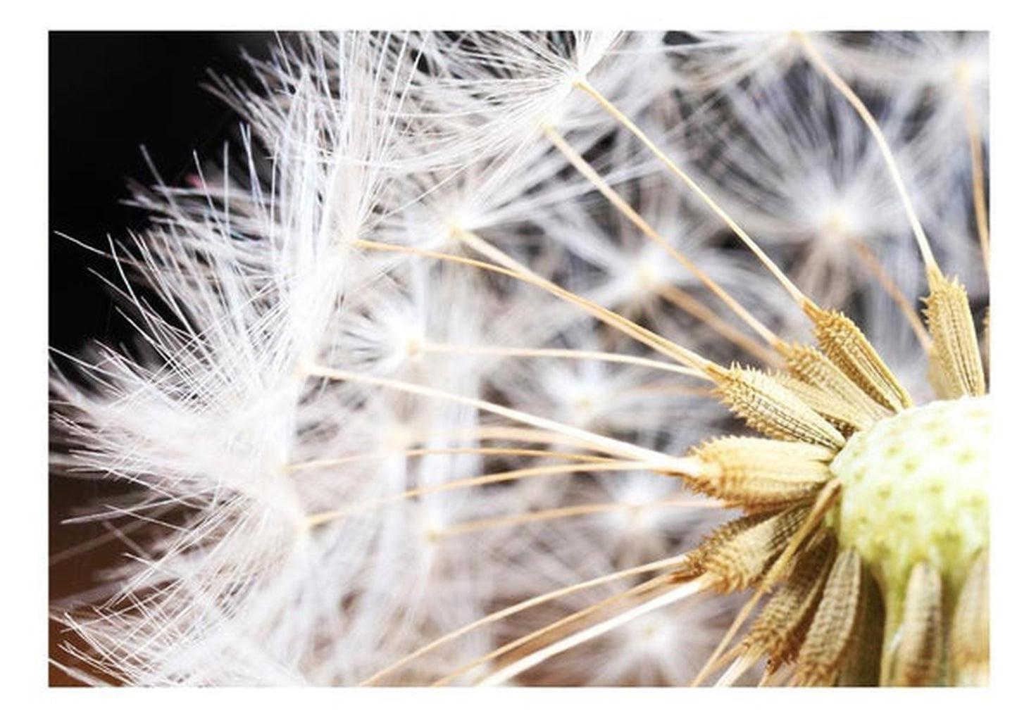 Botanical Wallpaper Wall Mural - Fluffy Dandelion