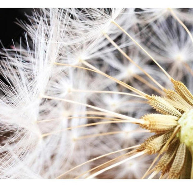 Botanical Wallpaper Wall Mural - Fluffy Dandelion