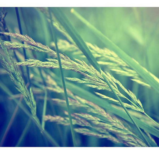 Botanical Wallpaper Wall Mural - Green Grass