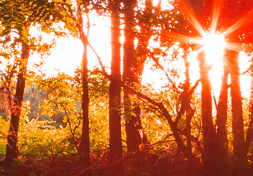 Stretched Canvas Landscape Art - In The Shade Of Forest