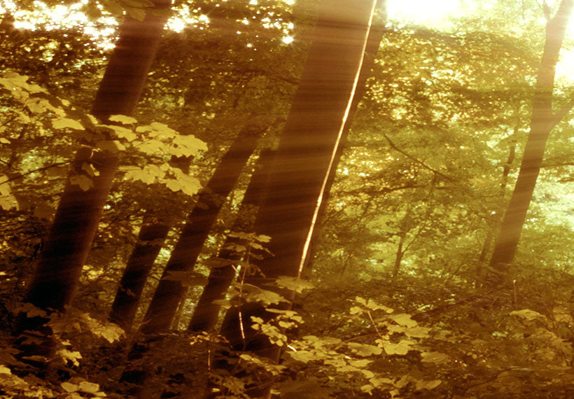 Stretched Canvas Landscape Art - Autumn Forest
