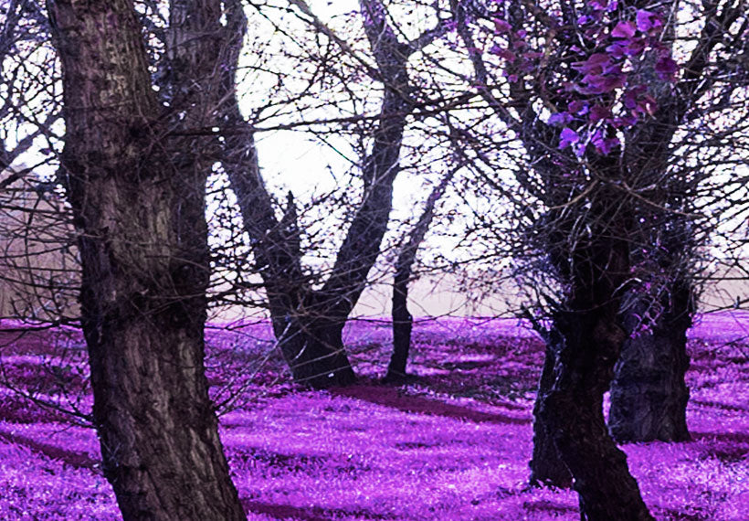 Stretched Canvas Landscape Art - Lavender Orchard