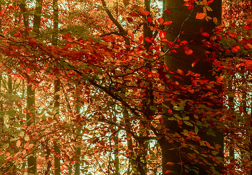 Stretched Canvas Landscape Art - Autumn Wilderness