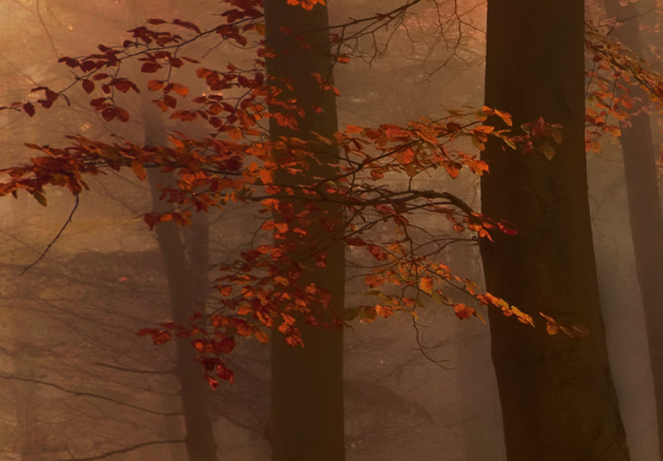 Stretched Canvas Landscape Art - Forest Fog