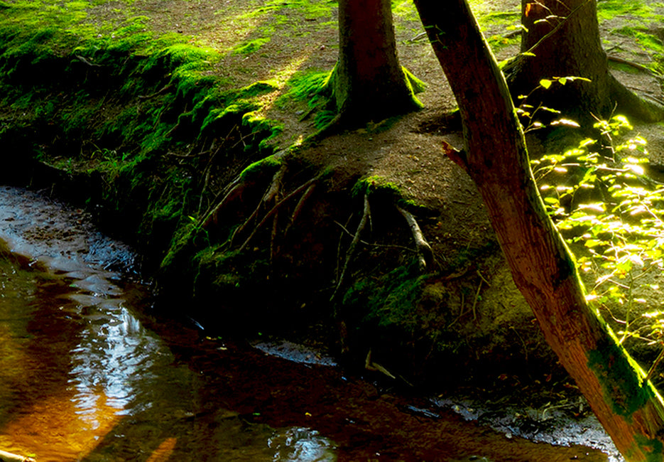 Stretched Canvas Landscape Art - Early Morning in the Forest