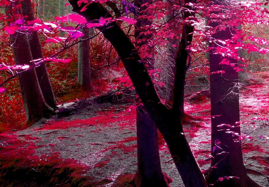 Stretched Canvas Landscape Art - Pink Autumn