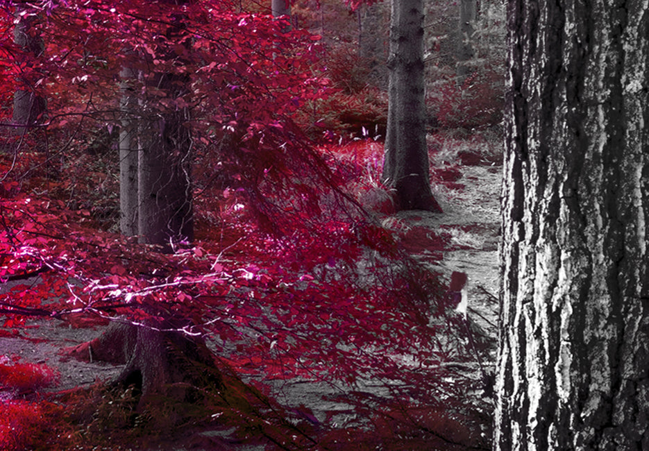 Stretched Canvas Landscape Art - Pink Autumn