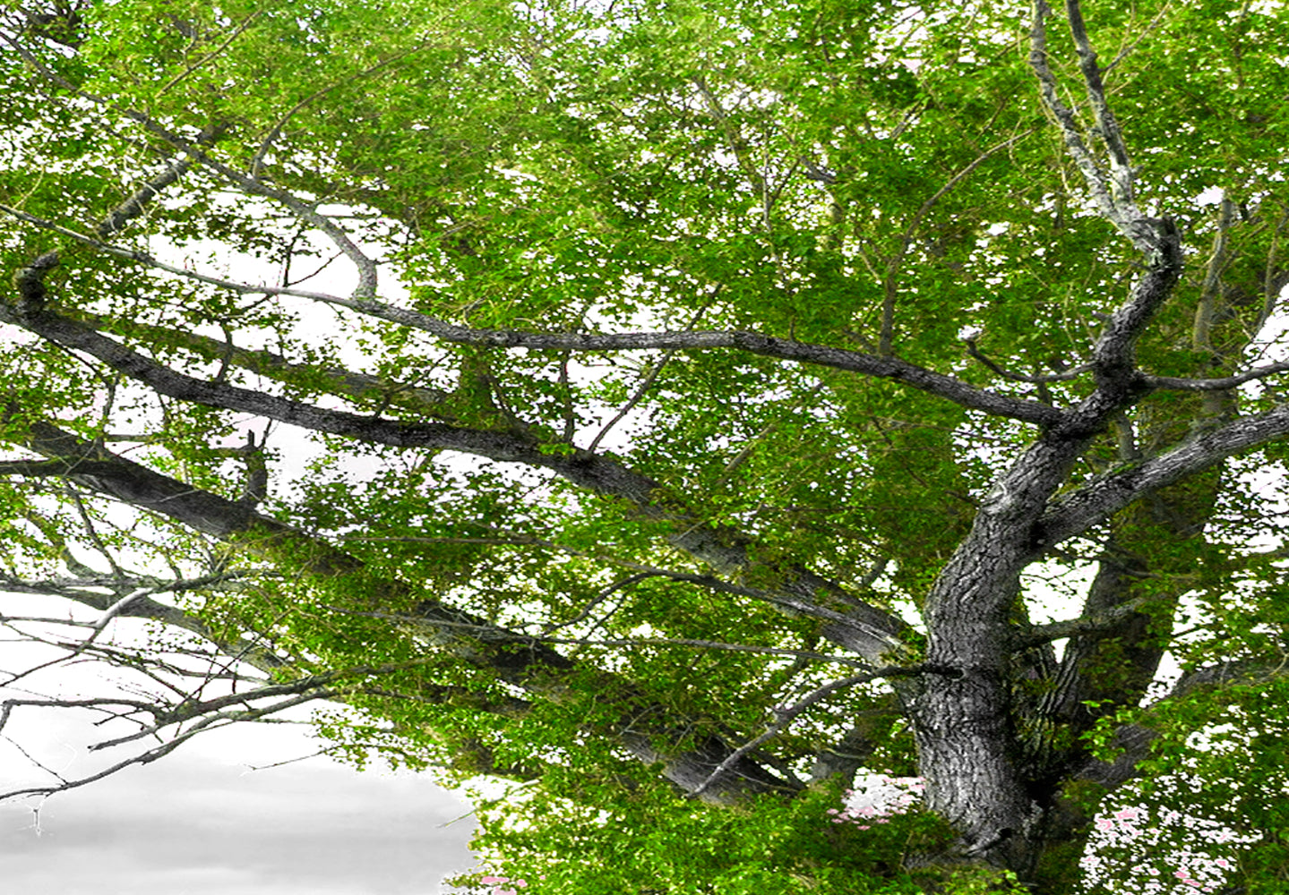 Stretched Canvas Landscape Art - Tree Near The Road Green