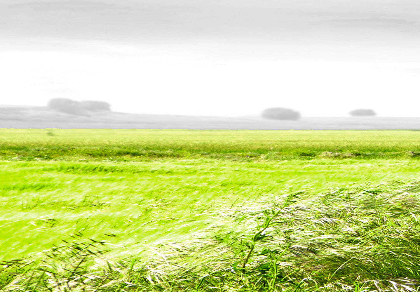 Stretched Canvas Landscape Art - Tree Near The Road Green