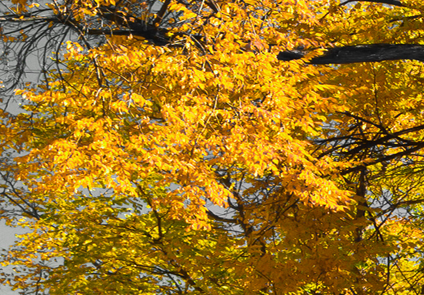 Stretched Canvas Landscape Art - Autumn In The Park Gold 5 Piece