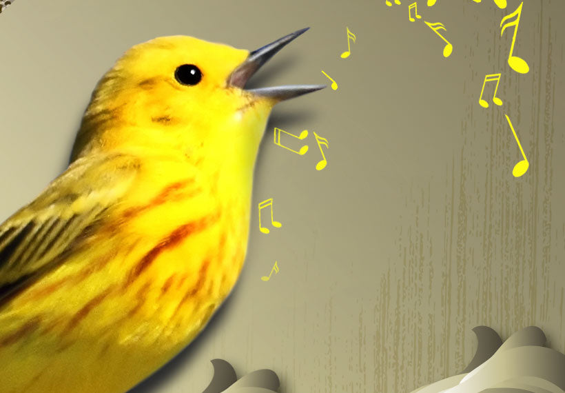 Animal Canvas Wall Art - Yellow Bird Singing - 5 Pieces