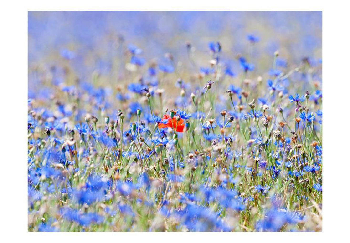 Floral Wallpaper Wall Mural - A Field Of Sky Blue Flowers