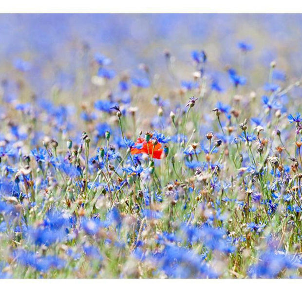 Floral Wallpaper Wall Mural - A Field Of Sky Blue Flowers