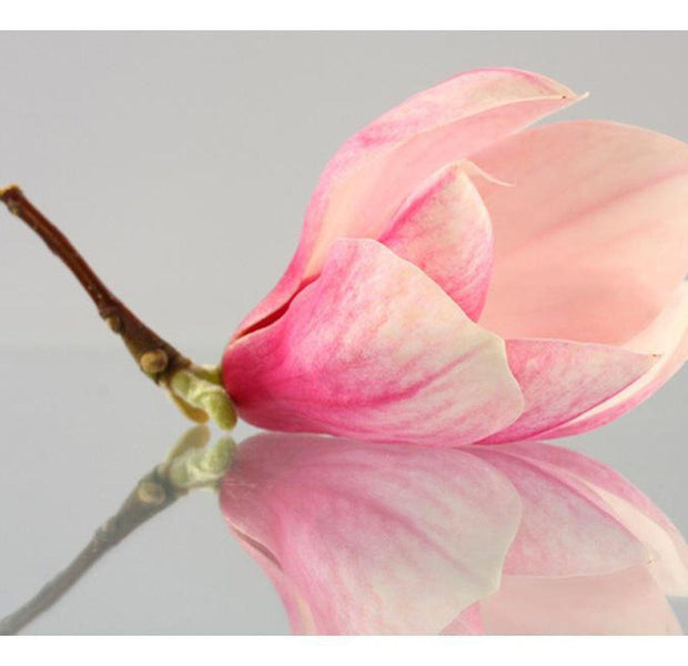 Floral Wallpaper Wall Mural - A Lonely Magnolia Flower