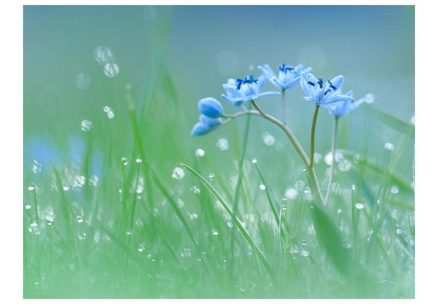 Floral Wallpaper Wall Mural - A Meadow At Dawn