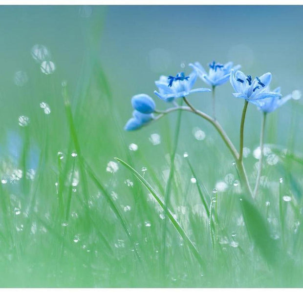 Floral Wallpaper Wall Mural - A Meadow At Dawn