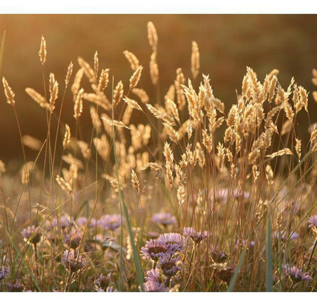 Floral Wallpaper Wall Mural - Awakening Ceral Field