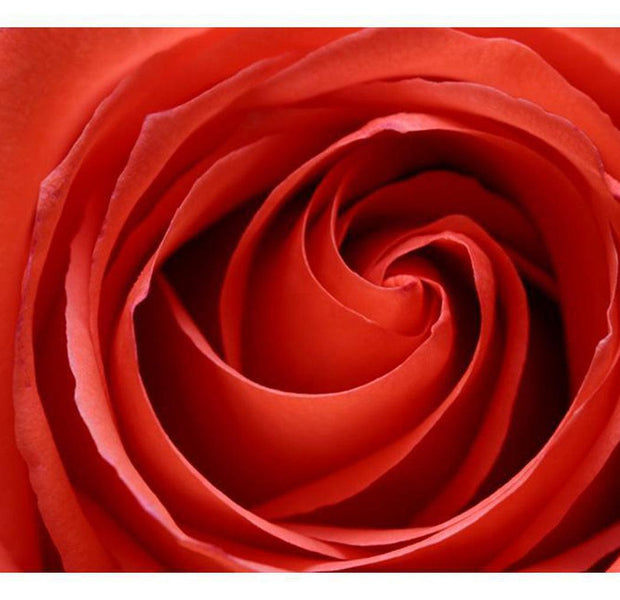 Floral Wallpaper Wall Mural - Awakening Rose