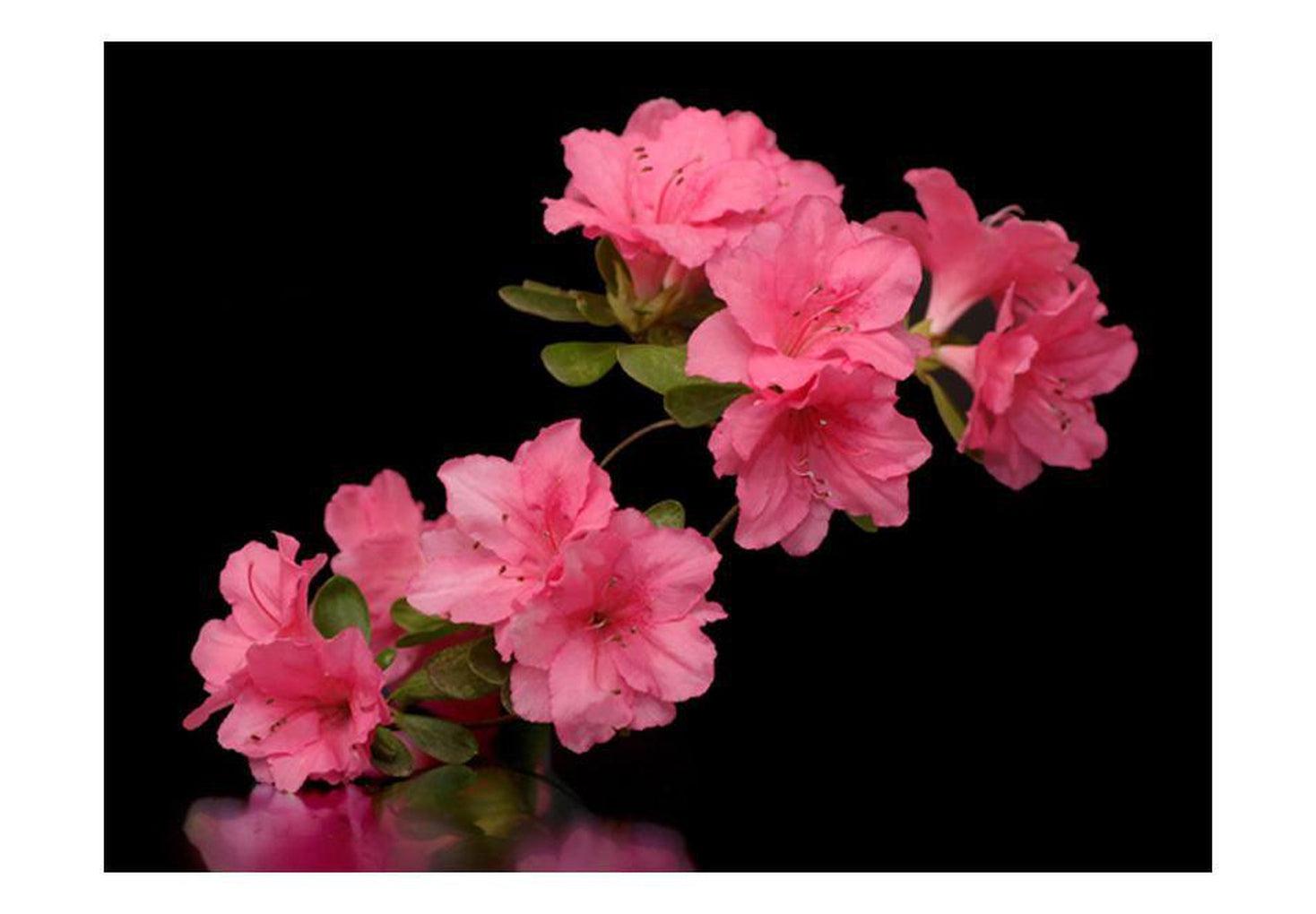 Floral Wallpaper Wall Mural - Azalea In Black