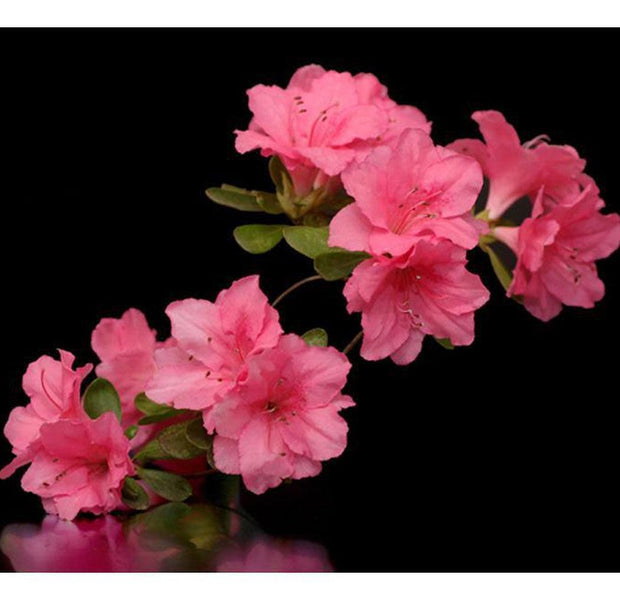 Floral Wallpaper Wall Mural - Azalea In Black