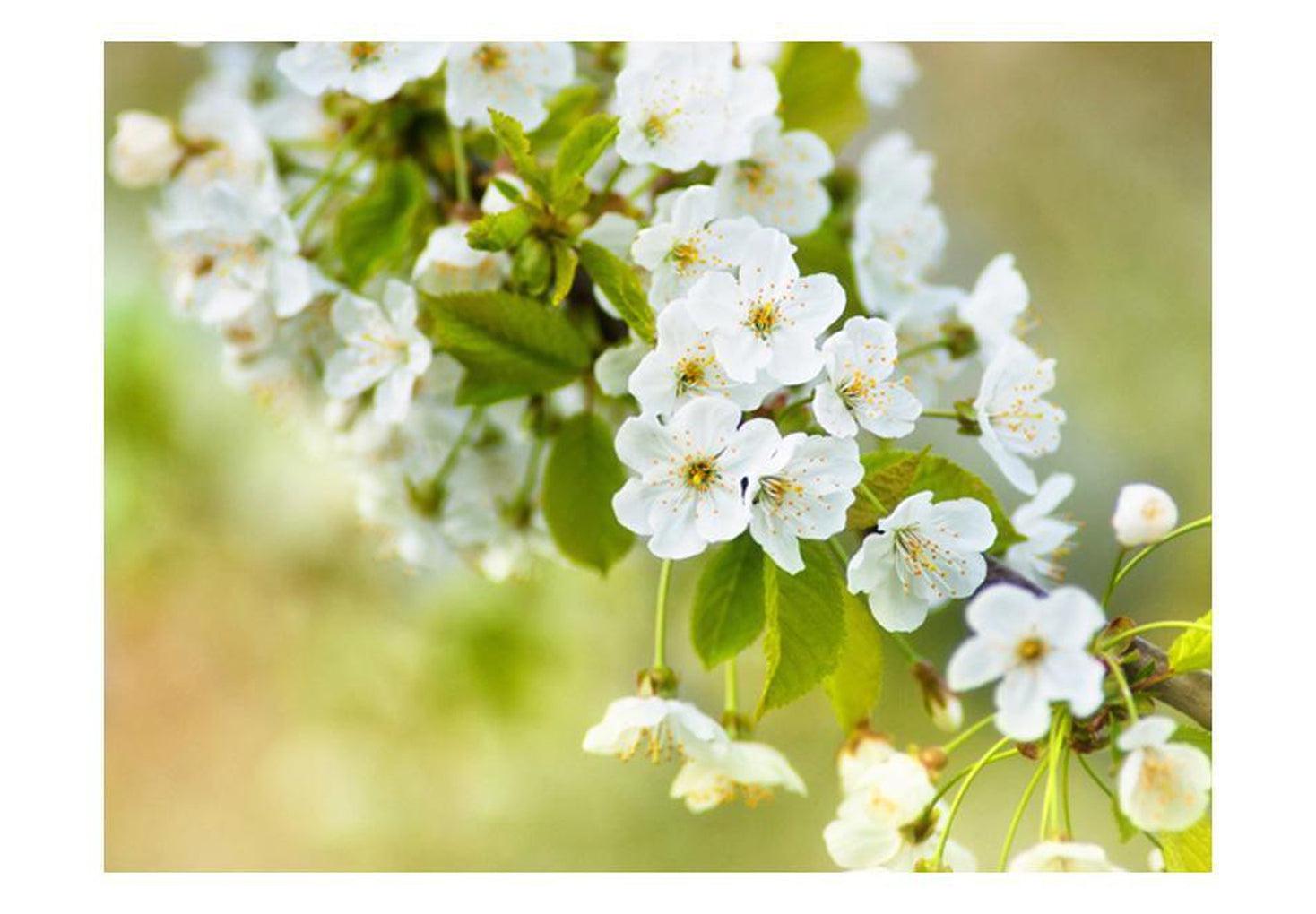 Floral Wallpaper Wall Mural - Beautiful Delicate Cherry Blossoms