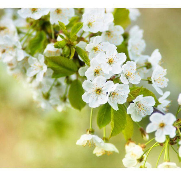 Floral Wallpaper Wall Mural - Beautiful Delicate Cherry Blossoms