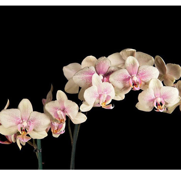 Floral Wallpaper Wall Mural - Blooming Orchid