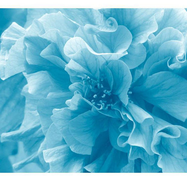 Floral Wallpaper Wall Mural - Blue Azalea
