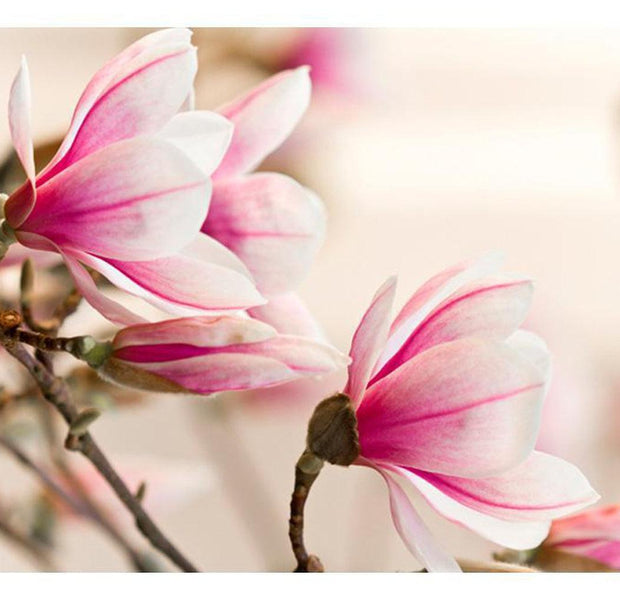 Floral Wallpaper Wall Mural - Branch Of Magnolia Tree