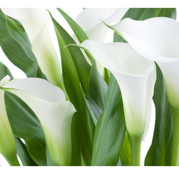 Floral Wallpaper Wall Mural - Bunch Of Flowers Callas