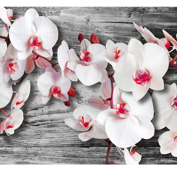Floral Wallpaper Wall Mural - White Orchids On Wood