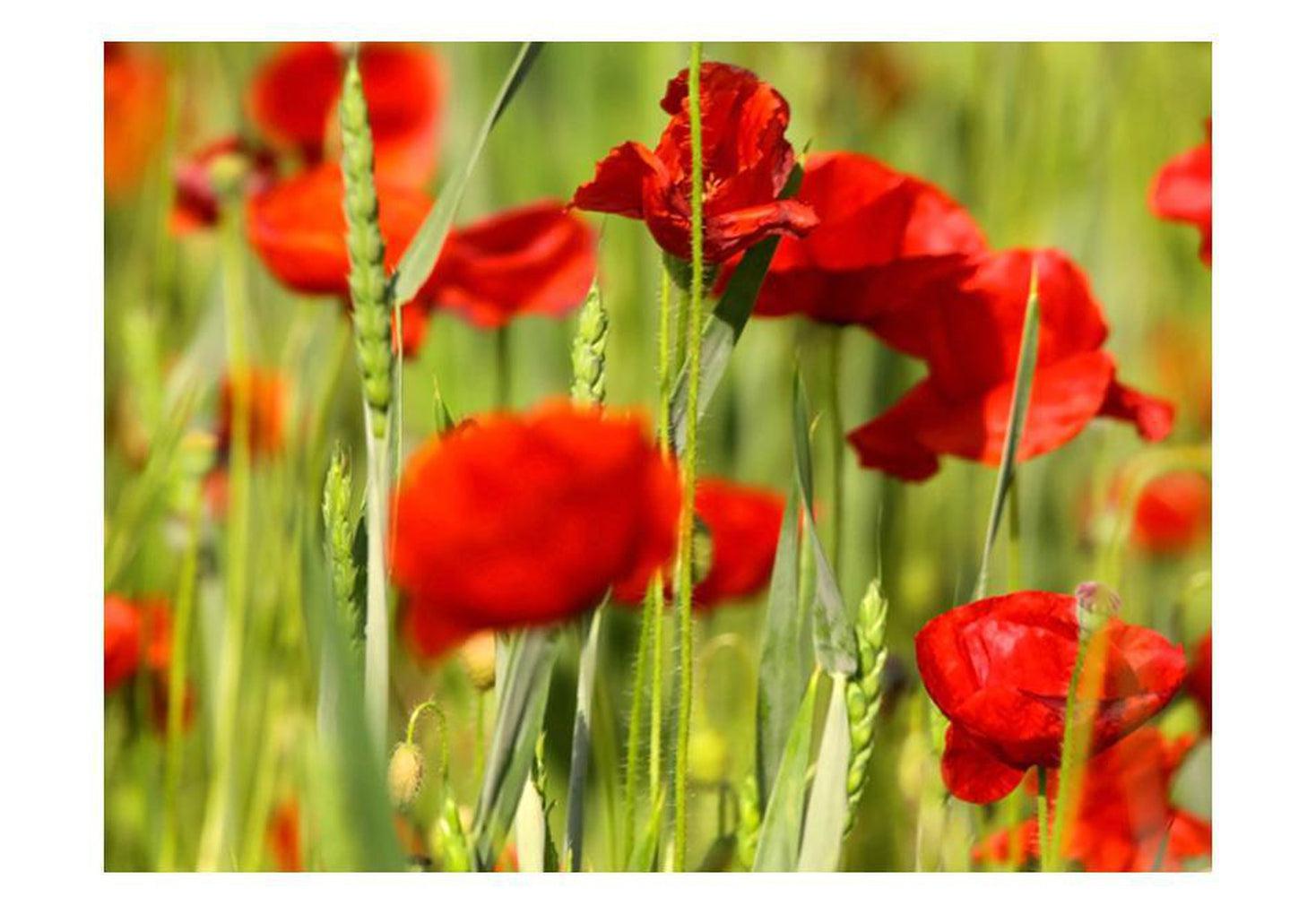 Floral Wallpaper Wall Mural - Cereal Field With Poppies