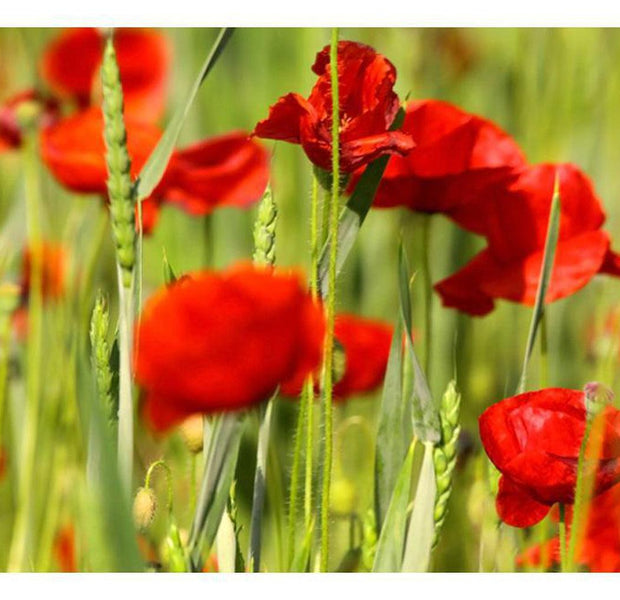 Floral Wallpaper Wall Mural - Cereal Field With Poppies