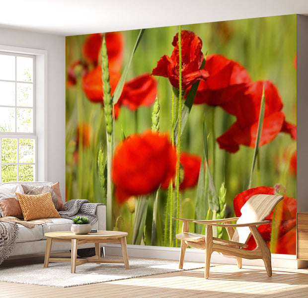 Floral Wallpaper Wall Mural - Cereal Field With Poppies