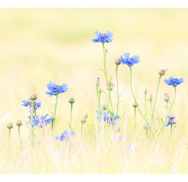 Floral Wallpaper Wall Mural - Cornflowers