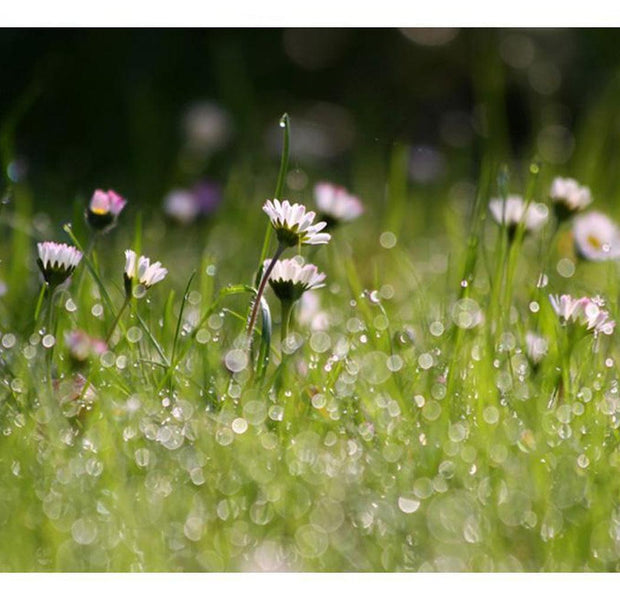 Floral Wallpaper Wall Mural - Daisies With Morning Dew