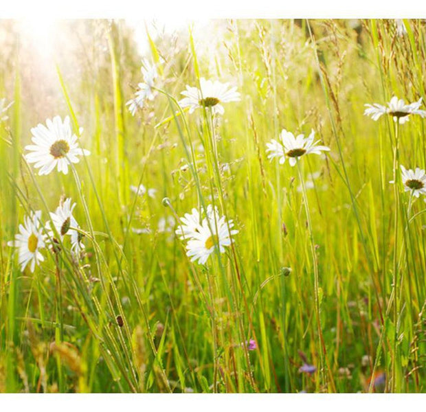 Floral Wallpaper Wall Mural - Daisy Field