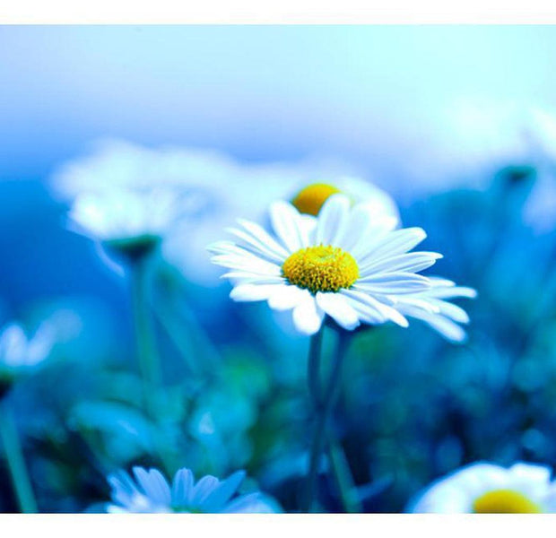 Floral Wallpaper Wall Mural - Daisy On A Blue Meadow