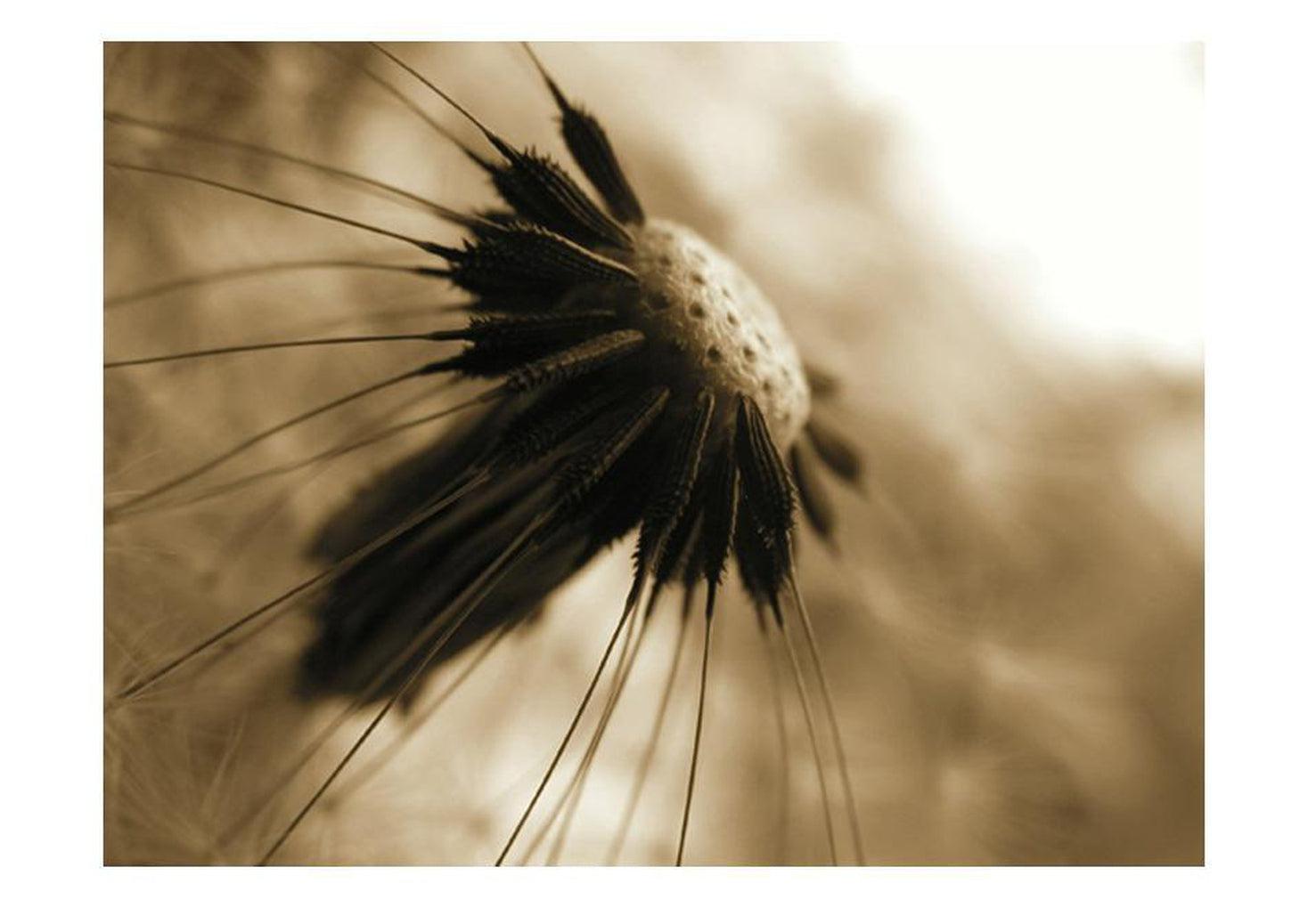 Floral Wallpaper Wall Mural - Dandelion in Sepia